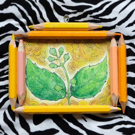 “The Bright Within”: Philadelphus (Mock-Orange) in Yellow, Orange and Gold